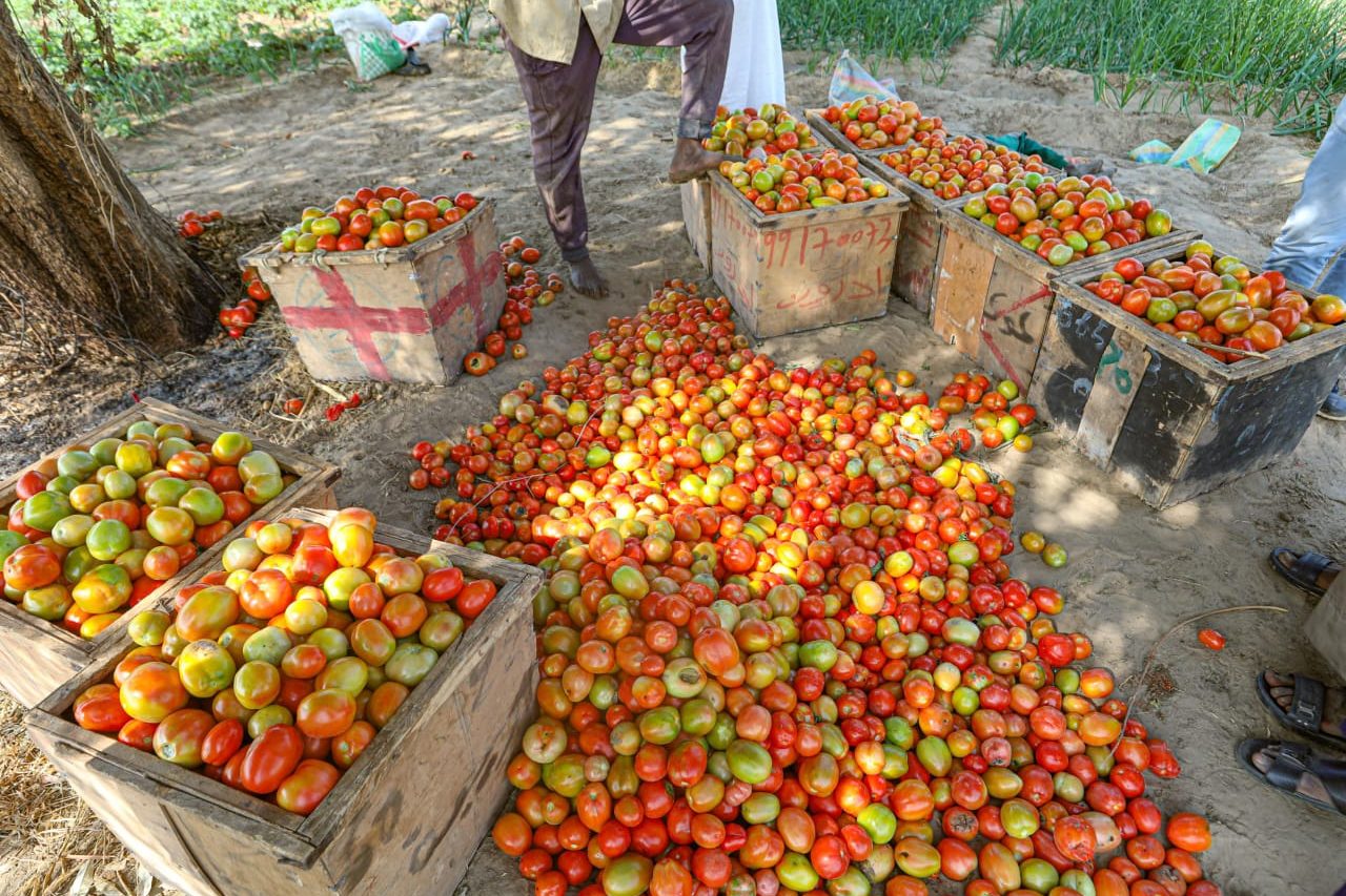 Récolte abondante de tomates au Tchad issue de semences de qualité
