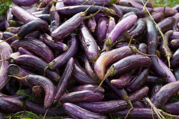 Aubergine