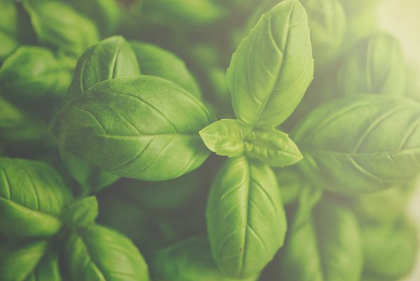 Basilic & Menthe