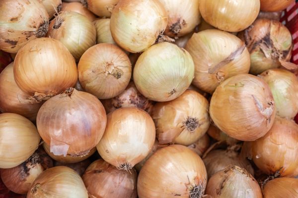 Cultiver l'oignon au Tchad : semis, repiquage et conservation