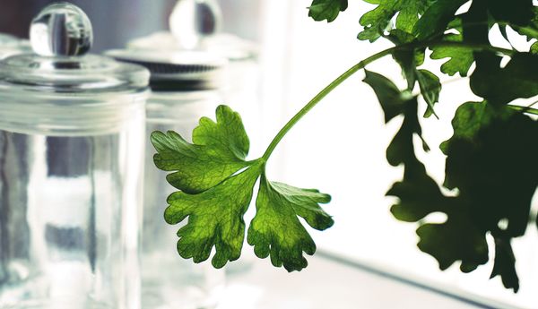 Oseille de Guinée & Persil